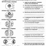 Cell Division And Cancer Worksheet Answers Cell Division