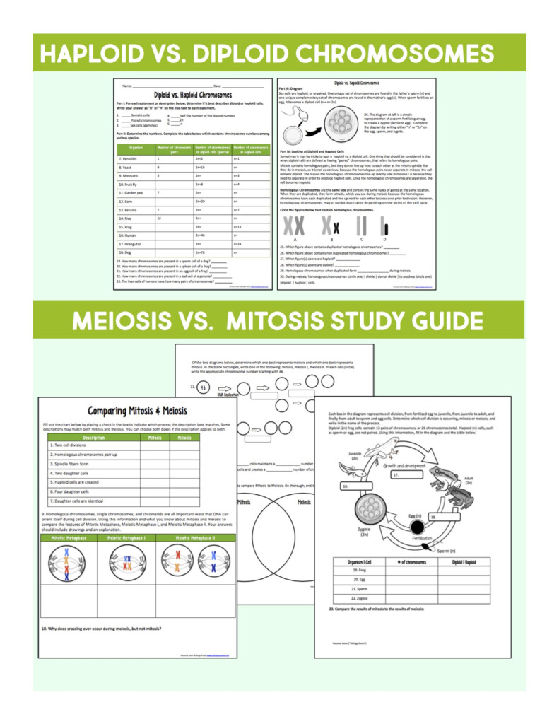 Cell Division Reading Comprehension Worksheet Mitosis And Meiosis 