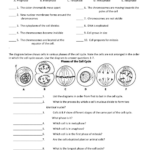 Cell Division Worksheet Answers