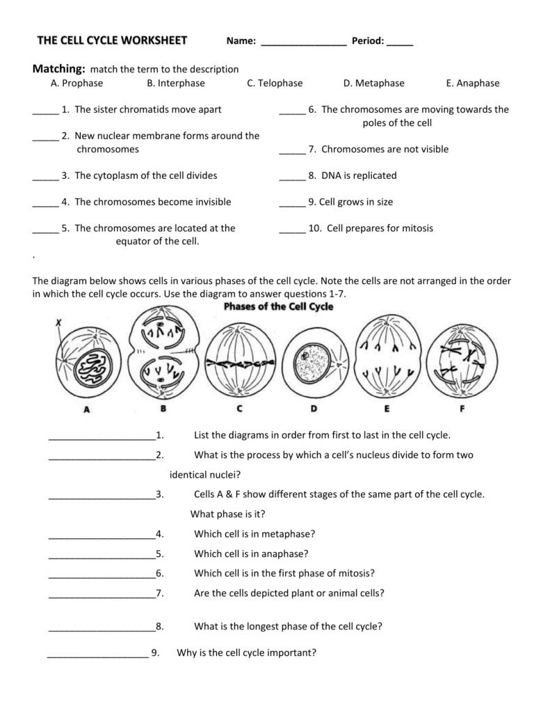 Cell Division Worksheet Answers