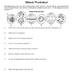 Cell Division Worksheet Answers