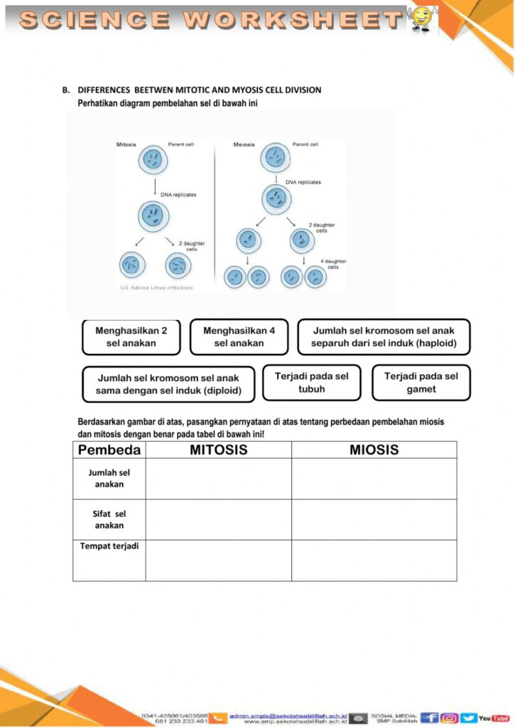 Cell Division Worksheet Decalinspire