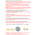 Meiosis Worksheet Answer Key Pdf Iondesignart