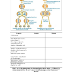 Mitosis Meiosis Comparison