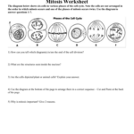 MITOSIS WORKSHEET