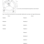 Review Day 3 EOCT Cell Division Genetics DNA