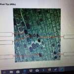 Solved Cell Division Worksheet 1 Microscope Images Any H Chegg