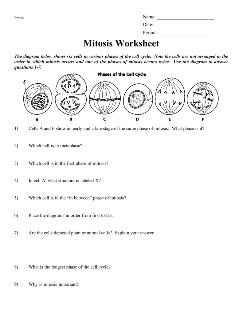 Mitosis Worksheet Phases Of The Cell Cycle