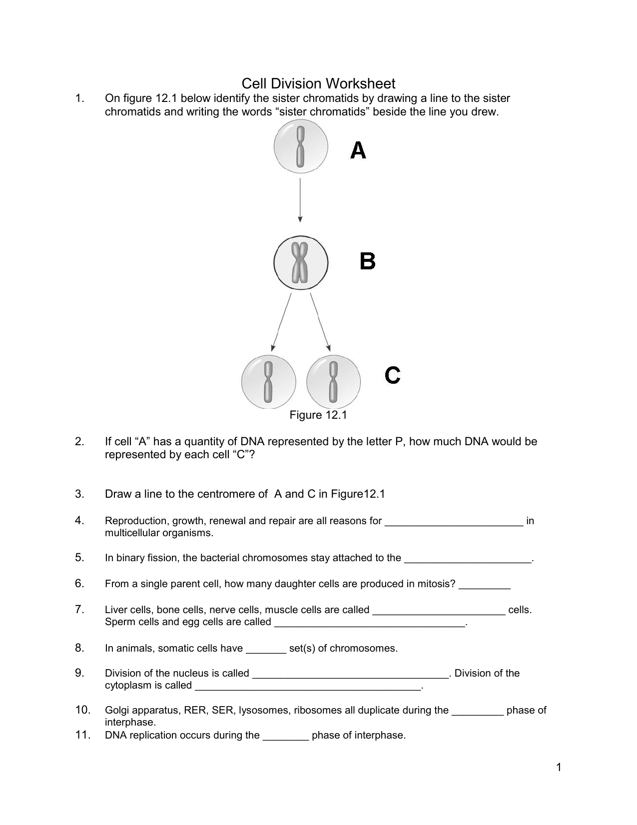 The Cell Anatomy And Division Worksheet Anatomy Worksheets